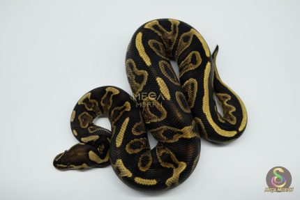 5280 0.1 GHI LEOPARD VANILLA OR FIRE