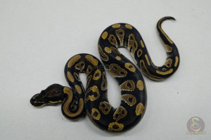 5282 1.0 BLACKHEAD HET CLOWN