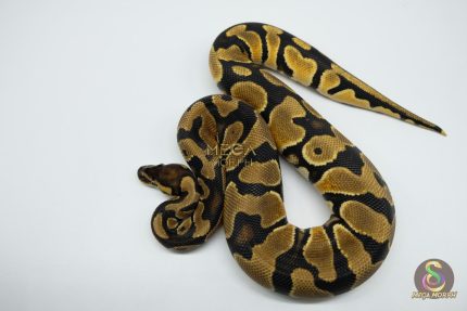 5308 0.1 ORANGE DREAM HET CLOWN