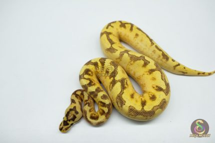 5330 1.0 ENCHI SPIDER FREEWAY