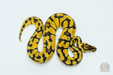 5713 0.1 PASTEL ENCHI HET CLOWN