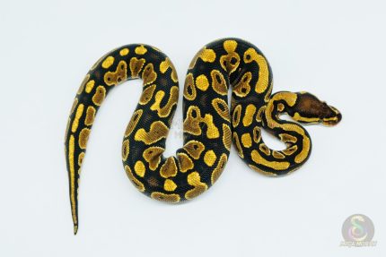 5739 0.1 GRAVEL HET CLOWN