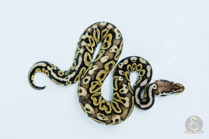 5753 1.0 PEWTER HET CLOWN