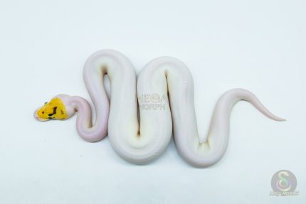 5759 0.1 BUBBLEBEE FIRE PIEBALD