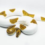 3010 0.1 ENCHI LEOPARD CLOWN PIEBALD