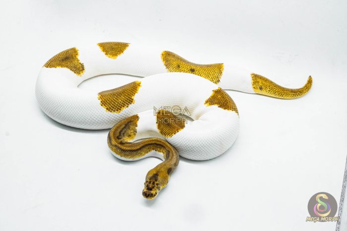 3010 0.1 ENCHI LEOPARD CLOWN PIEBALD - Image 3