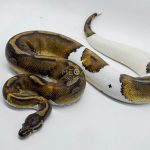 3015 1.0 HUFFMAN PIEBALD