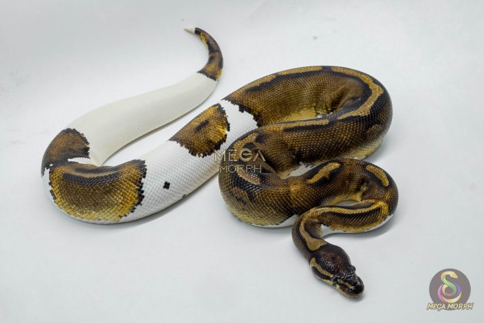 3015-3-1.jpg 3015 1.0 HUFFMAN PIEBALD - Image 3