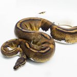 3016 0.1 HUFFMAN PIEBALD (Proven breeder)