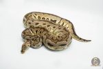 3033 0.1 PASTEL SPOTNOSE CLOWN
