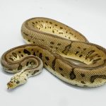 3040 1.0 PASTEL SPOTNOSE LEOPARD CLOWN