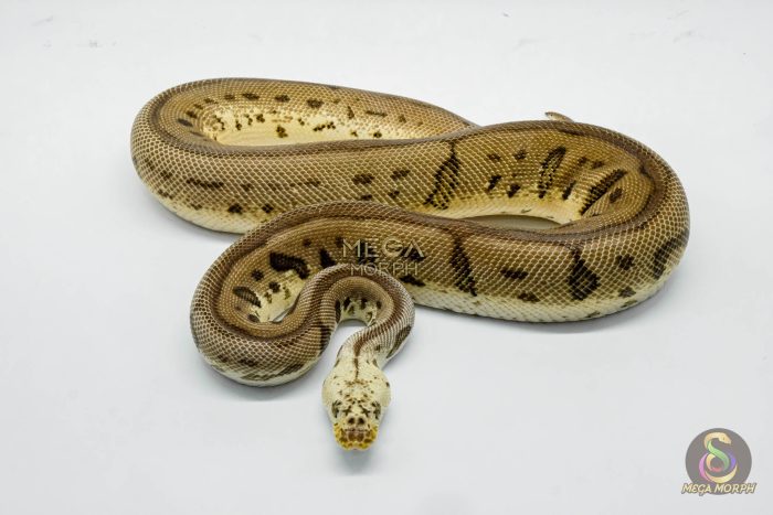 3040 1.0 PASTEL SPOTNOSE LEOPARD CLOWN - Image 2