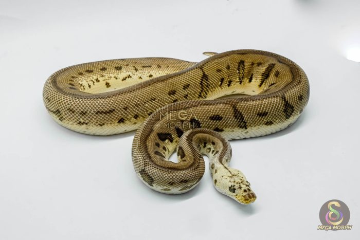 3040 1.0 PASTEL SPOTNOSE LEOPARD CLOWN - Image 3