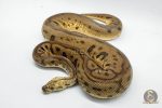3041 1.0 PASTEL SPOTNOSE LEOPARD CLOWN