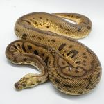 3041 1.0 PASTEL SPOTNOSE LEOPARD CLOWN