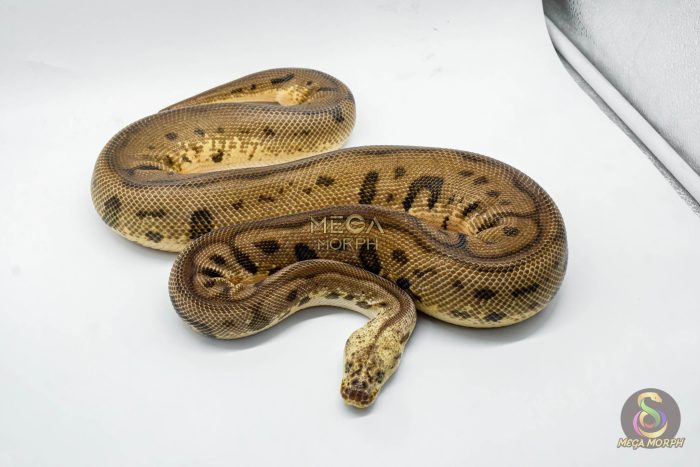 3041 1.0 PASTEL SPOTNOSE LEOPARD CLOWN - Image 2