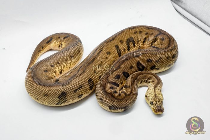 3041 1.0 PASTEL SPOTNOSE LEOPARD CLOWN - Image 3