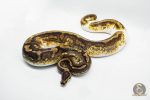 3050 0.1 YELLOW BELLY ENCHI PIEBALD (Proven breeder)