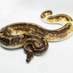 3050 0.1 YELLOW BELLY ENCHI PIEBALD (Proven breeder)