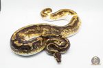 3050 0.1 YELLOW BELLY ENCHI PIEBALD (Proven breeder) - Image 2