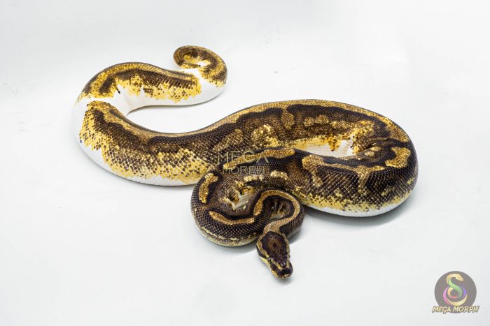 3050 0.1 YELLOW BELLY ENCHI PIEBALD (Proven breeder) - Image 3