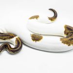 3057 0.1 ENCHI LEOPARD PIEBALD (Proven breeder)