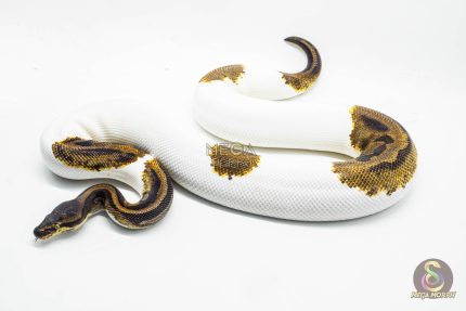 3057 0.1 ENCHI LEOPARD PIEBALD (Proven breeder)