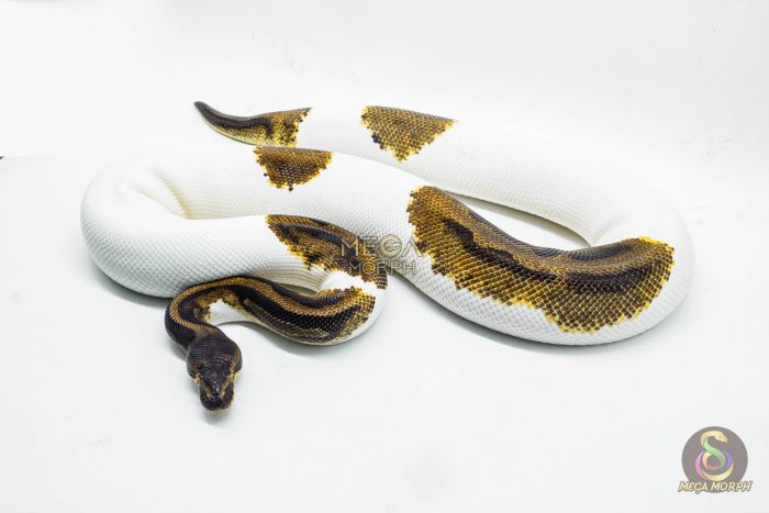 3057 0.1 ENCHI LEOPARD PIEBALD (Proven breeder) - Image 2