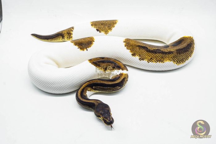 3057 0.1 ENCHI LEOPARD PIEBALD (Proven breeder) - Image 3