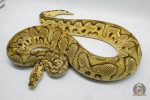 3069 1.0 PASTEL ORANGE DREAM CALICO CLOWN