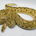 3069 1.0 PASTEL ORANGE DREAM CALICO CLOWN