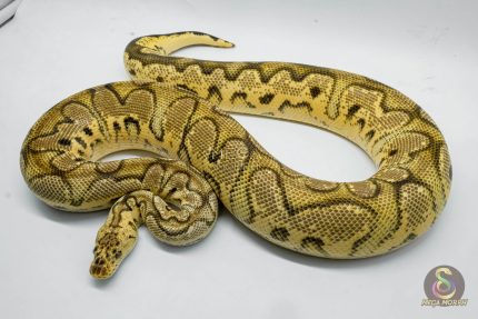 3069 1.0 PASTEL ORANGE DREAM CALICO CLOWN
