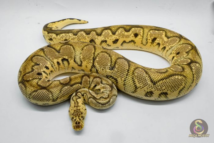 3069 1.0 PASTEL ORANGE DREAM CALICO CLOWN - Image 2