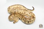 3070 0.1 PASTEL ORANGE DREAM CALICO CLOWN