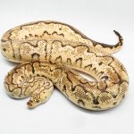 3070 0.1 PASTEL ORANGE DREAM CALICO CLOWN