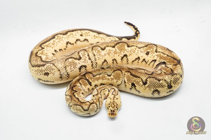 3070 0.1 PASTEL ORANGE DREAM CALICO CLOWN - Image 2