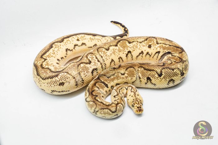 3070 0.1 PASTEL ORANGE DREAM CALICO CLOWN - Image 3