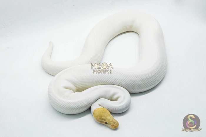 3082 1.0 BANANA PINTO PIEBALD - Image 2