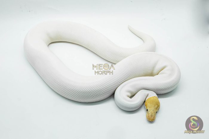 3082 1.0 BANANA PINTO PIEBALD - Image 3