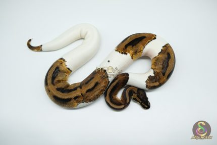3093 0.1 LEOPARD PIEBALD