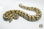 3145 0.1 SPOTNOSE BLADE FIRE HET CLOWN (Proven breeder)