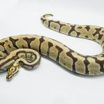 3145 0.1 SPOTNOSE BLADE FIRE HET CLOWN (Proven breeder)