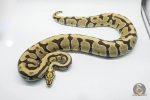 3145 0.1 SPOTNOSE BLADE FIRE HET CLOWN (Proven breeder) - Image 2