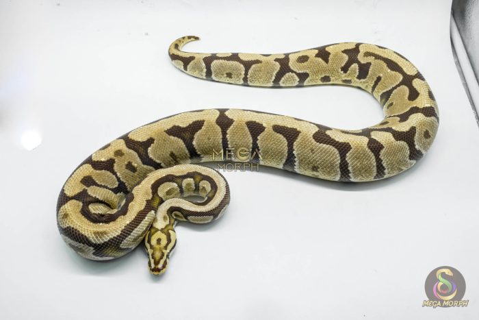 3145 0.1 SPOTNOSE BLADE FIRE HET CLOWN (Proven breeder) - Image 2