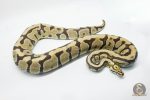 3145 0.1 SPOTNOSE BLADE FIRE HET CLOWN (Proven breeder) - Image 3