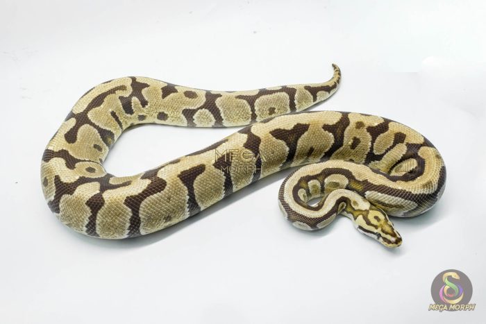 3145 0.1 SPOTNOSE BLADE FIRE HET CLOWN (Proven breeder) - Image 3