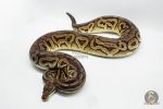 3146 0.1 SPOTNOSE CINNAMON FIRE PASTEL HET CLOWN (Proven breeder)