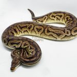 3146 0.1 SPOTNOSE CINNAMON FIRE PASTEL HET CLOWN (Proven breeder)