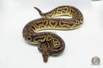 3146 0.1 SPOTNOSE CINNAMON FIRE PASTEL HET CLOWN (Proven breeder) - Image 2