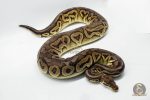 3146 0.1 SPOTNOSE CINNAMON FIRE PASTEL HET CLOWN (Proven breeder) - Image 3